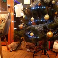 christmas siri at Corgi's Cafe in Sofia