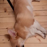 sleeping lorie at Corgi's Cafe in Sofia