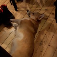  at Corgi's Cafe in Sofia