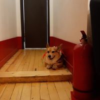 spooky corgi at Corgi's Cafe in Sofia