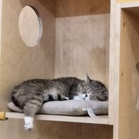  at Purr Purr in Warsaw