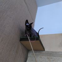  at Purr Purr in Warsaw