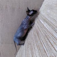  at Purr Purr in Warsaw