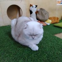  at Purr Purr in Warsaw