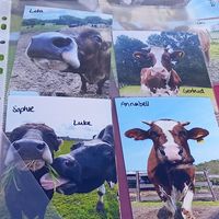 noch mehr kühe💜🐮 at Erika and Friends in Wegberg