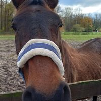 pferd wollny at Erika and Friends in Wegberg