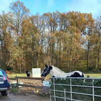 pferd rosi at Erika and Friends in Wegberg