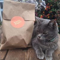¡Hoy se pidió algo rico! + 🐱 at Karma Bagels in San Andres Cholula