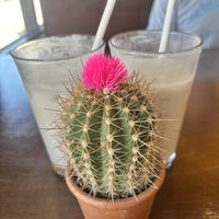 Fresh Horchatas  at PlanTita's Kitchen in Long Beach