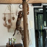   at Pure Vegan Heaven - Old Town in Chiang Mai