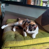  at Pure Vegan Heaven - Old Town in Chiang Mai