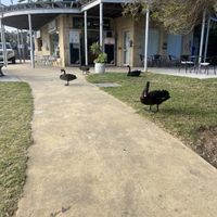 Resident black swans  at The Cove in Lakes Entrance