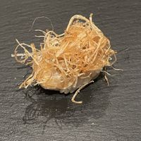 Sushi with onion on topp  at veggie tempo & sushi in Tokyo