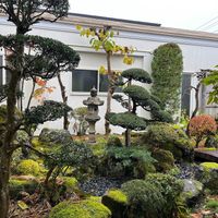 Japanese garden in the courtyard near the entrance at Youbisha - 養美舎 in Kuroishi