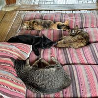 😻😻😻😻  at Ja-Ey Cafe in Pai