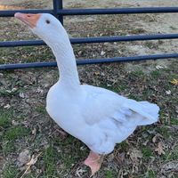   at Stardust Animal Sanctuary in Richmond