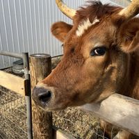   at Stardust Animal Sanctuary in Richmond
