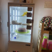 Cake fridge  at Free Bird Cafe Pai in Pai