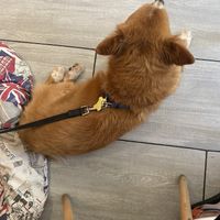   at Le Rouge-gorge Restaurant in Menton