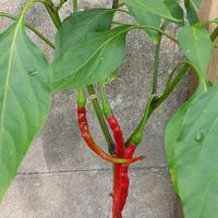 homegrown veggies for the brunch - depends on the season at Bar Berlin in Leuven