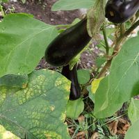 homegrown veggies for the brunch - depends on the season at Bar Berlin in Leuven