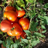 homegrown veggies for the brunch - depends on the season at Bar Berlin in Leuven