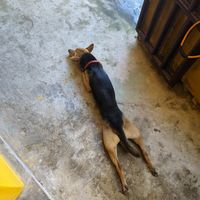  at Fika Cafe in Hoi An