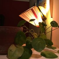 inside at Flax in Dresden