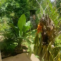 Chandrika's garden at Karyam Chandrika in Munduk