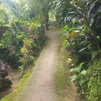 The path to Chandrika's house at Karyam Chandrika in Munduk
