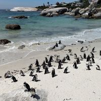  at Vegan Tours Cape Town in Cape Town