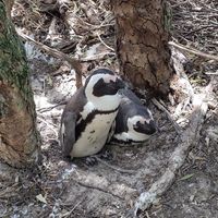  at Vegan Tours Cape Town in Cape Town