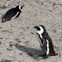   at Vegan Tours Cape Town in Cape Town