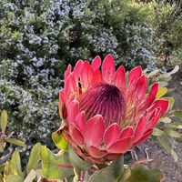   at Vegan Tours Cape Town in Cape Town