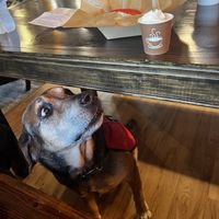 Pup cup for dogs  at Cafe Brûlée & Dessert Bar in Lagrange