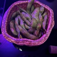   at Domò Sushi Milano in Milan