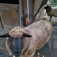 Esmeralda at Refugium für Tiere in Not e.V. in Castrop-rauxel