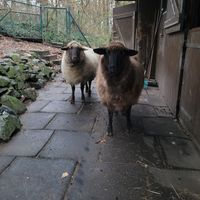 Barbarella & Esmeralda at Refugium für Tiere in Not e.V. in Castrop-rauxel