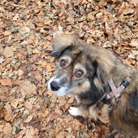 Ehrenamtliches Gassi gehen mit Hund Stoffel at Refugium für Tiere in Not e.V. in Castrop-rauxel