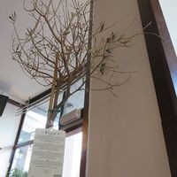 sad sight: dead plants Leaf Rotterdam at Leaf Vegetarian in Rotterdam