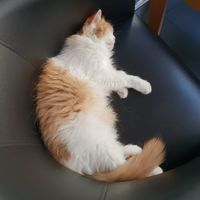 Kätzchen at Katzentempel - München in Munich