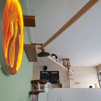 Kätzchen at Katzentempel - München in Munich