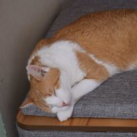 cat! at Katzentempel - München in Munich