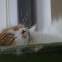 cat   at Katzentempel - München in Munich