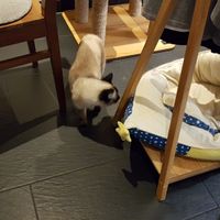 One of the cute residents at Katzentempel - München in Munich