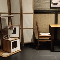 🐱 everywhere! at Katzentempel - München in Munich