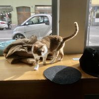   at Katzentempel - München in Munich