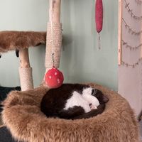 Meow!  at Katzentempel - München in Munich