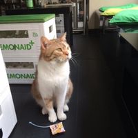 playful cutie at Katzentempel - München in Munich