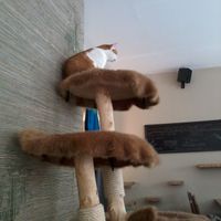 Temple of cats at Katzentempel - München in Munich